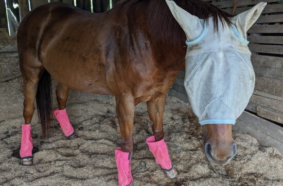 This is a photo of a horse sweating heavily. it is important to supplement with electrolytes when horses sweat like this.